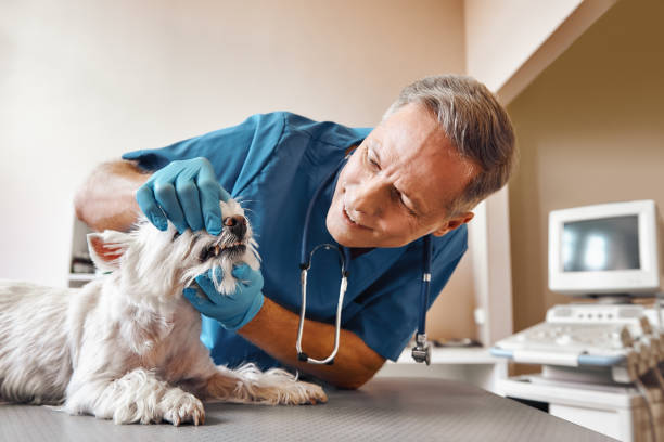 Best Emergency Wisdom Teeth Removal in Palm Coast, FL